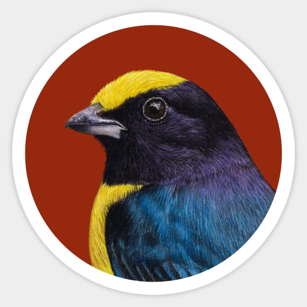 Orange-bellied euphonia Sticker by Mikhail Vedernikov